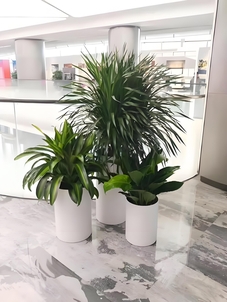 宁波镇海绿化修剪方案来袭，为你呈现别样绿色世界！